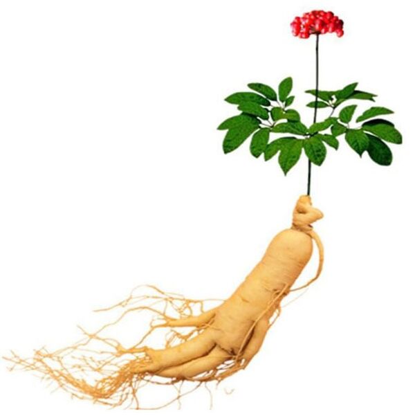 Ginseng արմատ Xtrazex- ում (1)