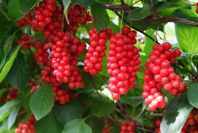 Schisandra հզորությունը բարձրացնելու համար